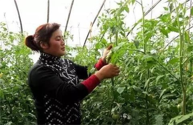 Tomato leafing methods and matters needing attention