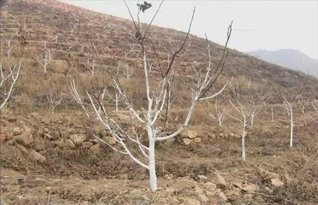 Reasons for striping of peach trees and control measures