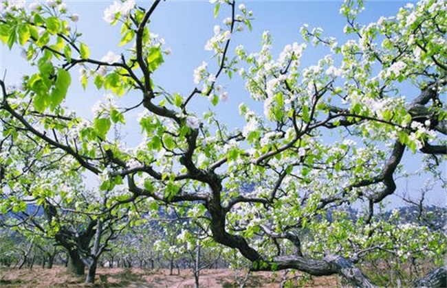 How can pear trees be managed to hang more fruit?