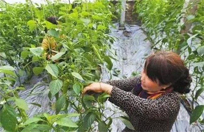 Matters needing attention in pruning chili