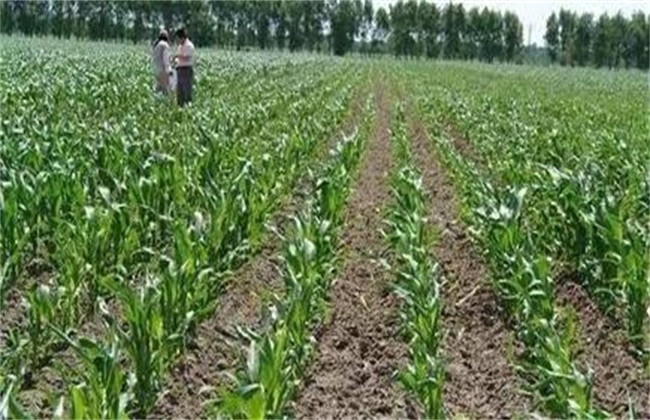 Methods and points for attention of squatting seedlings of Maize