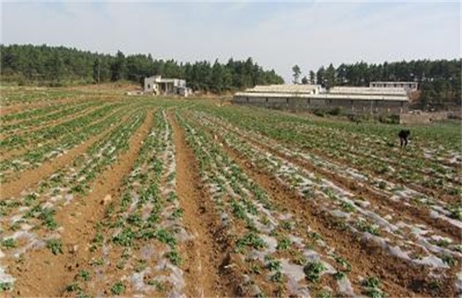 Late Management of Spring Potato covered with plastic Film