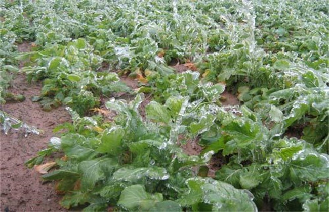 Prevention and control measures of late spring cold in vegetables