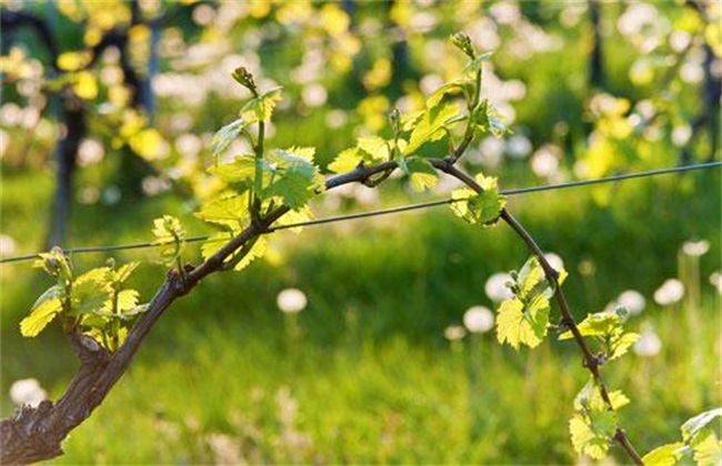 How to manage grape in spring