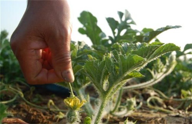 Causes of lack of Pollen in Watermelon and its Control measures