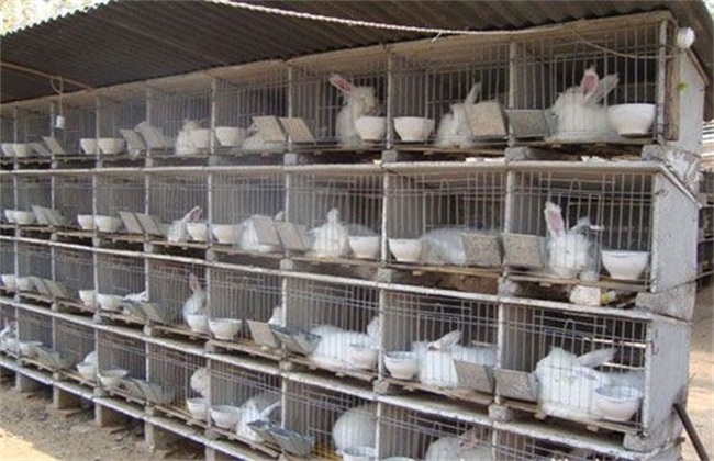 How to improve the meat production rate of meat rabbit