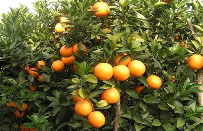 Measures for removing acid and increasing sweetness of citrus
