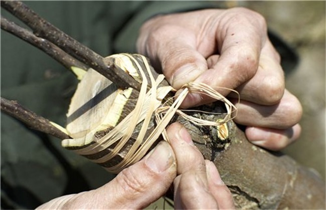 Time and method of budding of cherry trees