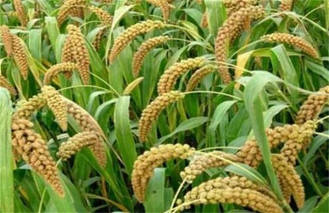 Cultivation techniques of millet
