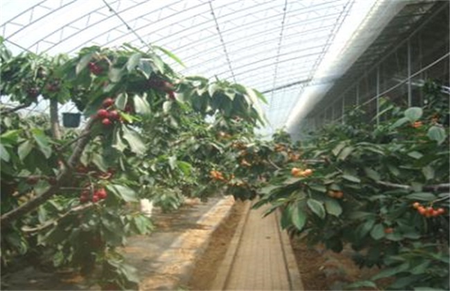 Management technology of big cherry in greenhouse