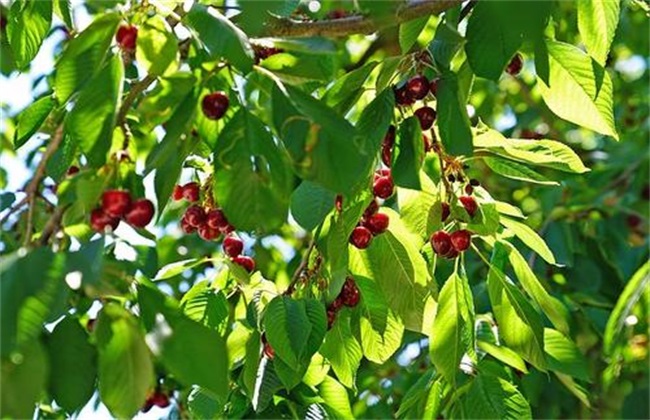 Cherry Spring Management Techniques