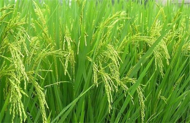Management techniques of heading and fruiting stage of Black Rice