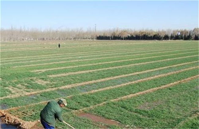 Matters needing attention for wheat overwintering water