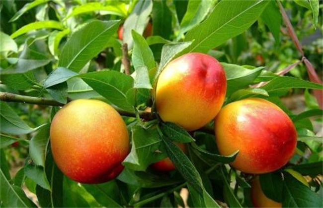What is the problem of low fruit rate of peach trees