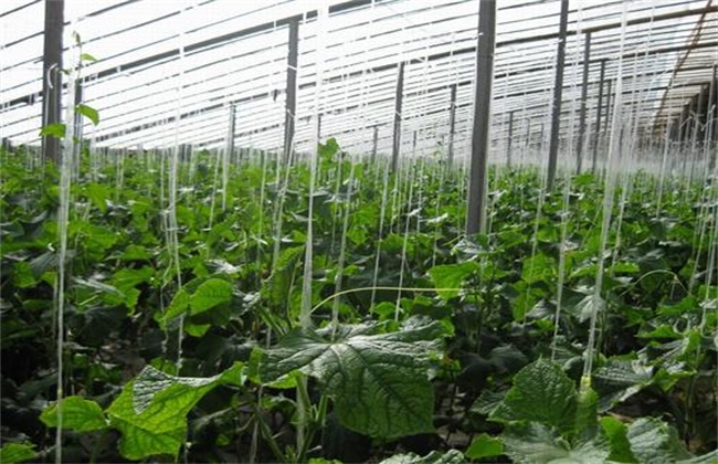 Causes and preventive measures of acute seedling death of cucumber in greenhouse