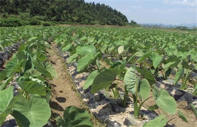 Planting technique of betel nut taro