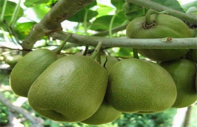 Management techniques of kiwifruit in summer
