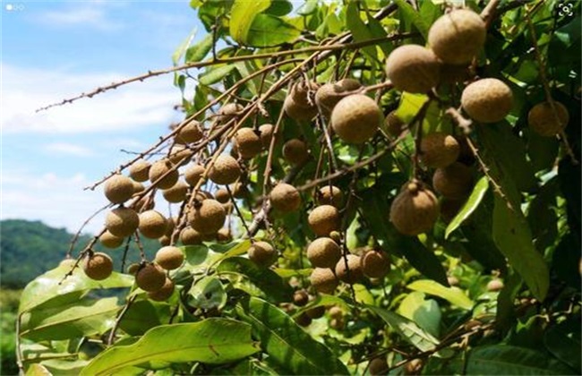 Longan fertilization and time