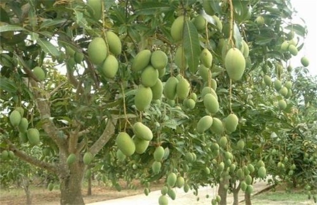 Fertilization Management of Mango fruiting trees