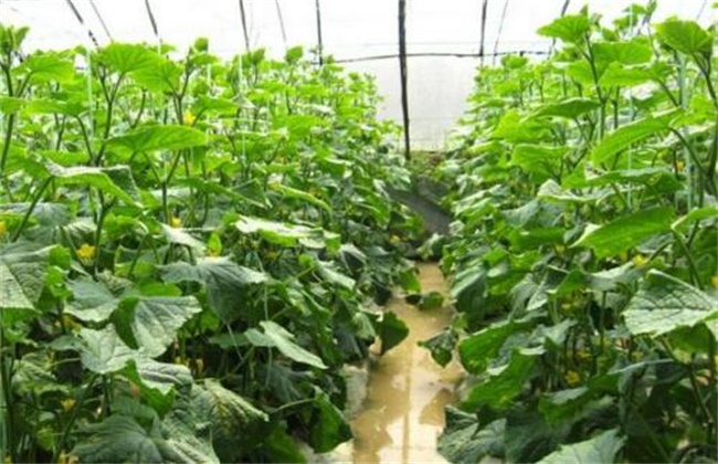 Matters needing attention in vegetable planting in March