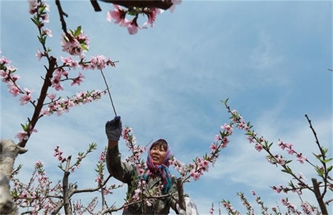 Methods of artificial pollination of peach trees