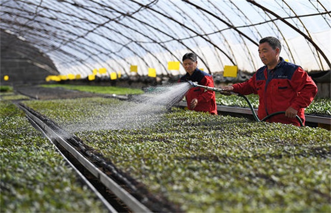 The method of squatting seedlings of vegetables