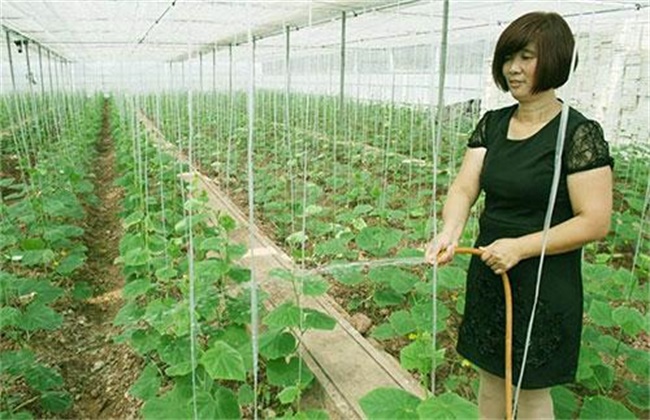 Matters needing attention in watering cucumber in greenhouse