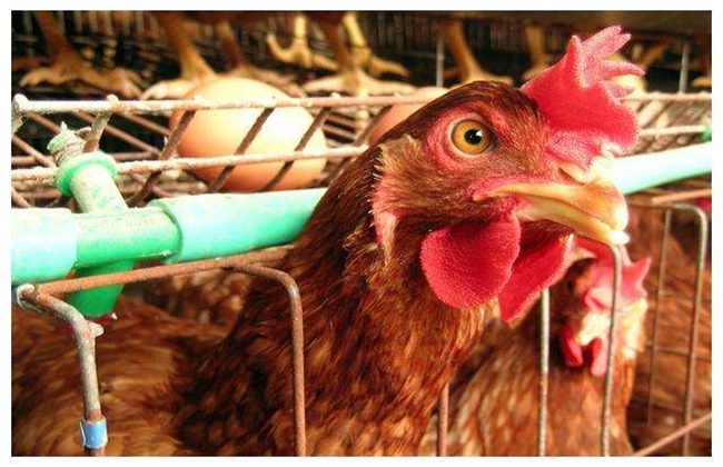 Artificial forced molting method for laying hens