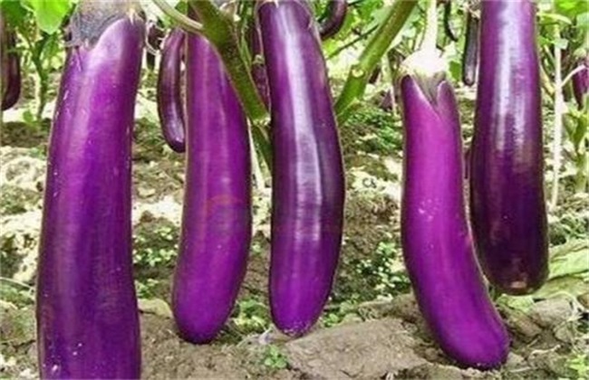 Eggplant grafted rootstock varieties