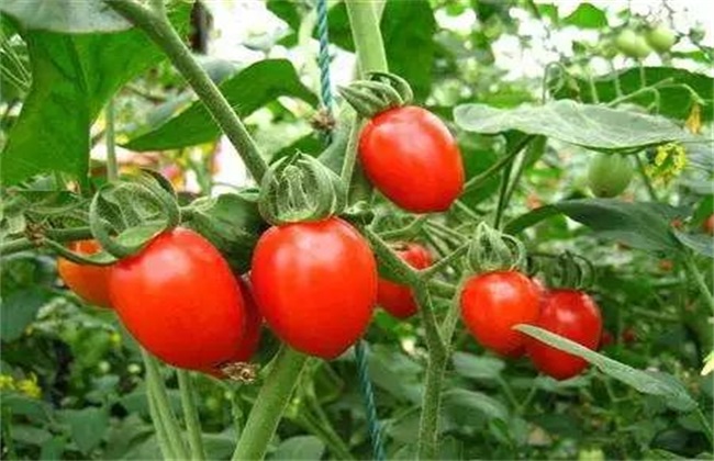 Technical Management of Tomato in Summer
