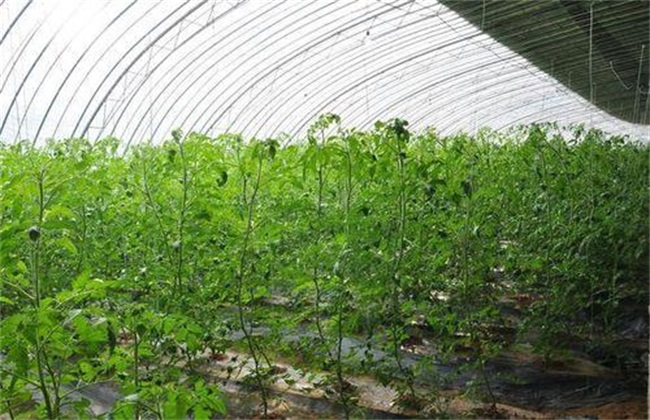 Fertilizer and Water Management of Tomato in Summer