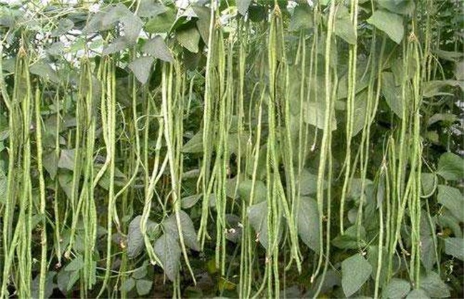 Prevention and remedial measures of low temperature chilling injury of cowpea