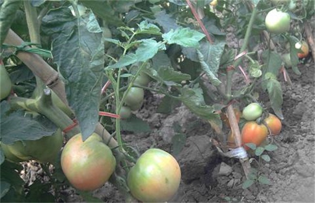 Preventive measures for premature senescence of fruits and vegetables