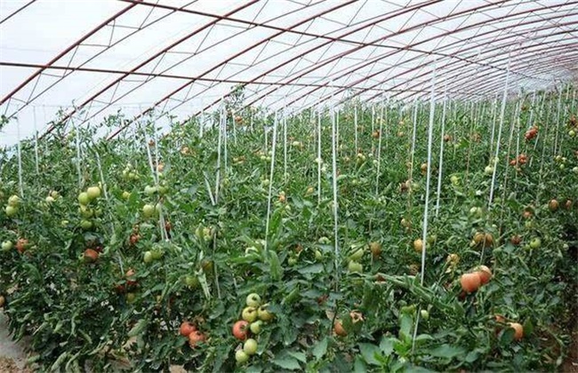 Watering method of greenhouse Tomato in Spring