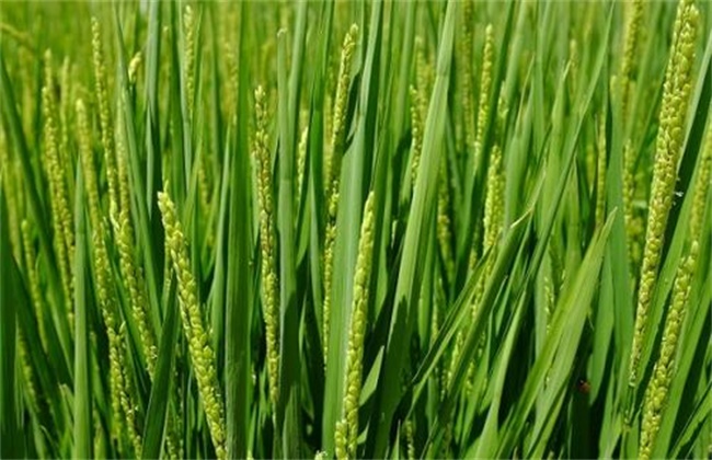 Key points of management of winter wheat in early spring