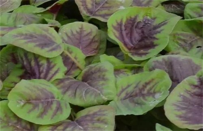 Planting techniques of amaranth in greenhouse