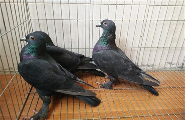 What is the reason for the roaming shed of young pigeons?