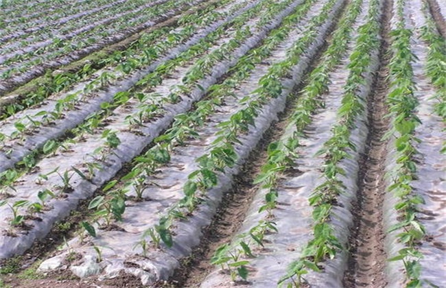 Matters needing attention of plastic film mulching in vegetable greenhouse