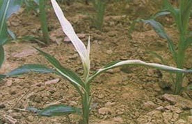 Causes and Control measures of Maize Albino seedlings