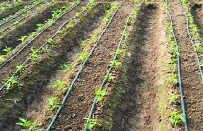 Fertilization technique of drip Irrigation for Tomato