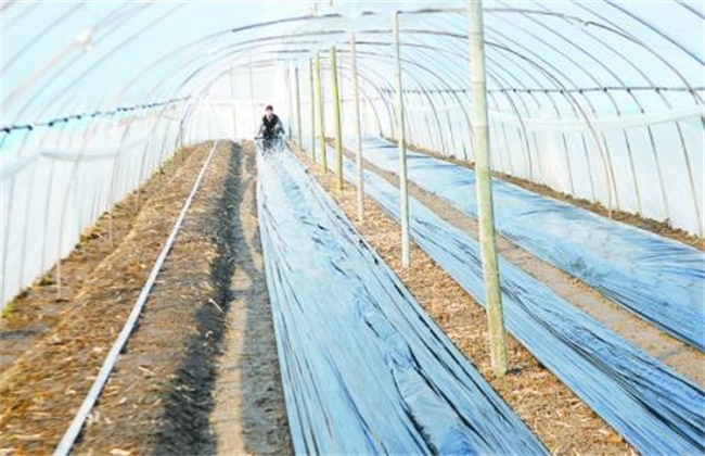Four taboos of Film mulching in vegetable greenhouse