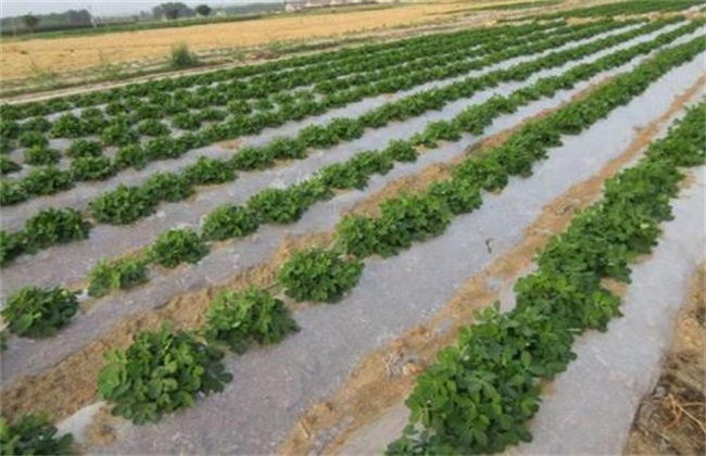 Common misunderstandings of vegetable plastic film mulching