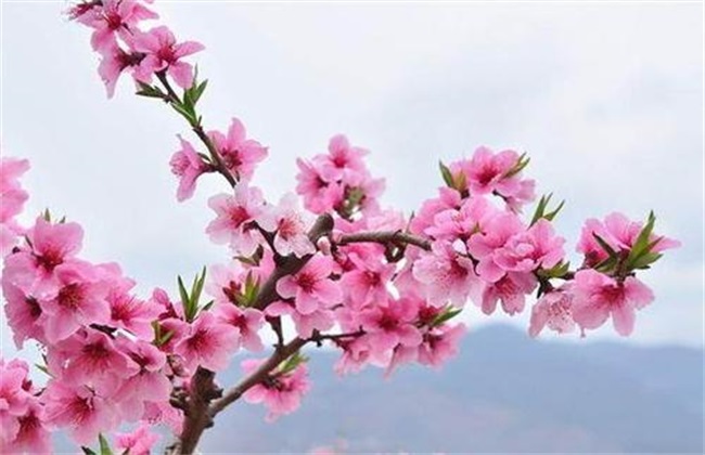 Management techniques of flowering period of Peach trees