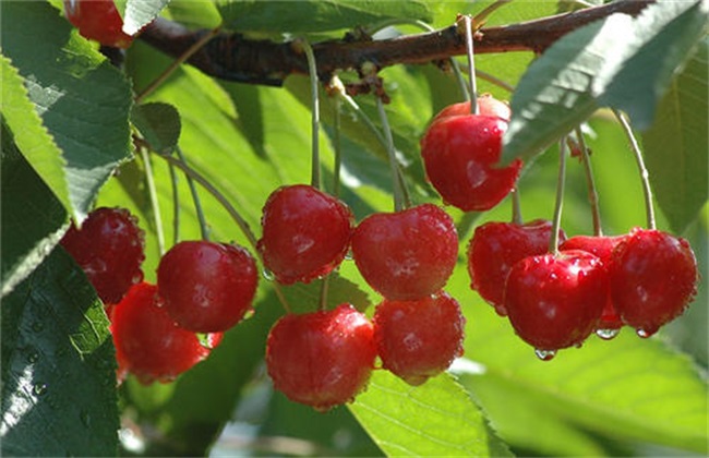 Growth Environment and conditions of Cherry