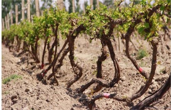 Management of grapes after unearthed