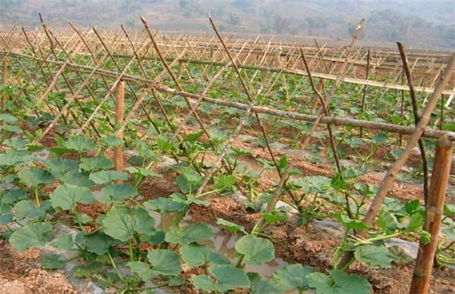 Planting technique of Pumpkin covered with plastic Film