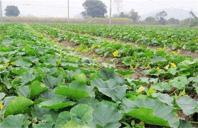 Management techniques in the Middle and late stage of Pumpkin