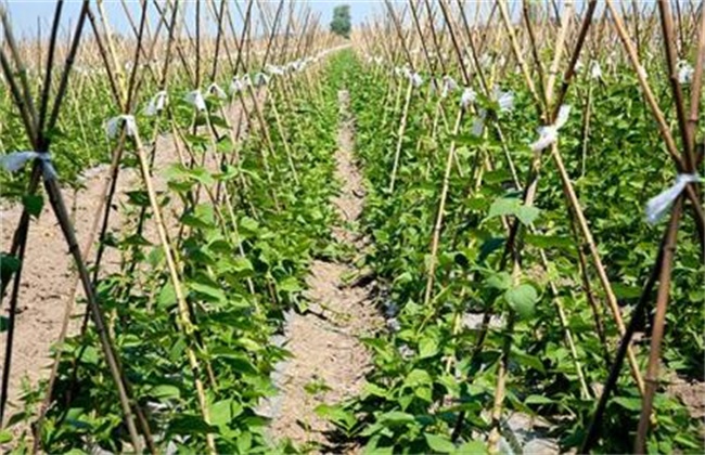 Planting techniques of beans in open field in spring