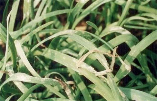 Causes and control methods of leek leaf rot