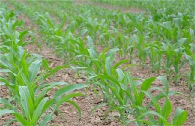 Planting time and method of Spring Maize